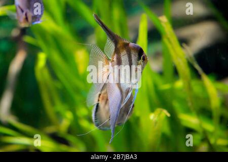 Poissons d'aquarium d'eau douce, Angelfish de la rivière Amazone, pterophyllum pétonlare (altum) Banque D'Images