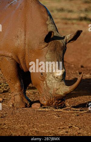 Rhinocéros blanc Banque D'Images