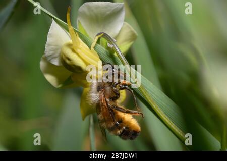 Une araignée de crabe jaune qui suce et mange des abeilles sauvages Banque D'Images