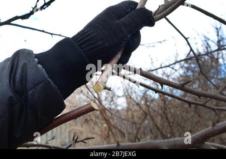 Élagage de printemps et transformation d'arbres fruitiers. Un homme travaille dans le jardin, coupant des branches. Jardin de travail saisonnier. Banque D'Images