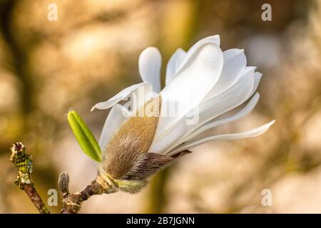 Belles gros plans de fleurs d'étoiles blanches magnolia au printemps du mois de mars. Banque D'Images