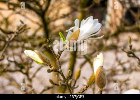 Belles gros plans de fleurs d'étoiles blanches magnolia au printemps du mois de mars. Banque D'Images