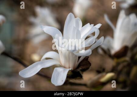 Belles gros plans de fleurs d'étoiles blanches magnolia au printemps du mois de mars. Banque D'Images