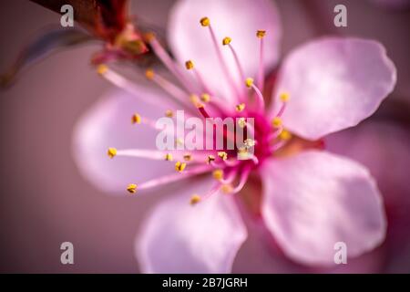 Belle macro image de la fleur de la prunus cerasifera, floraison dans les mois de mars et d'avril avec de belles tons roses violettes Banque D'Images