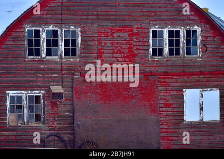 L'extrémité d'une grande grange rouge avec des fenêtres peintes en blanc dans les régions rurales du Canada de l'Alberta. Banque D'Images