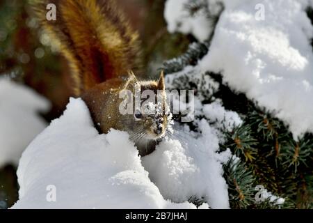 Un écureuil rouge sauvage 'Tamiasciurus hudsonicus', voyageant sur une branche arborescente recouverte de neige dans les régions rurales de l'Alberta Canada Banque D'Images