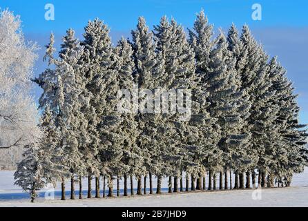 Arbres plantés dans une ligne pour protéger les biens contre les dommages causés par le vent dans les régions rurales de l'Alberta Canada. Banque D'Images