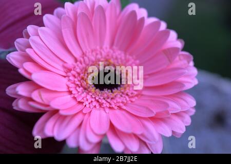 Gerber daisy rose Banque D'Images