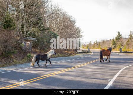 Les poneys sauvages du parc national de Grayson Highlands divertissent les randonneurs le long de la piste des Appalaches. Banque D'Images