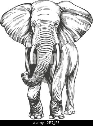 illustration vectorielle dessinée à la main à l'éléphant esquisse réaliste Illustration de Vecteur