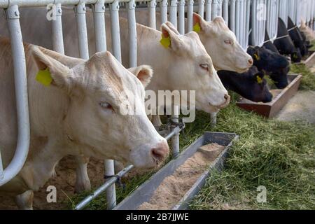 Bétail de bovins de boucherie à la ferme. Agriculture Banque D'Images