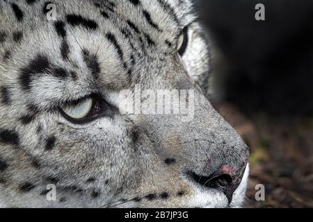 Femme snow leopard (close-up) Banque D'Images