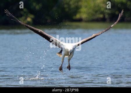 Aigle à ventre blanc sur Langkawi en Malaisie en vol Banque D'Images