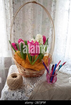 Sur une nappe en dentelle se trouve un panier rempli de jacinthes aux couleurs vives. Banque D'Images