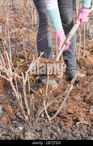 Ribes. Appliquer du paillis autour de la base de buissons de cassis de fruits pour aider à retenir l'humidité, à éliminer les mauvaises herbes et à dissuader les ravageurs Banque D'Images