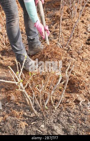 Ribes. Appliquer du paillis autour de la base de buissons de cassis de fruits pour aider à retenir l'humidité, à éliminer les mauvaises herbes et à dissuader les ravageurs Banque D'Images