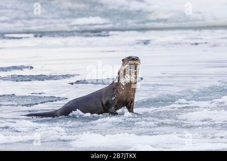 North American River Otter, Lontra canadensis, grimpant sur des banquise au large de la plage de Trinity, Terre-Neuve, Canada Banque D'Images
