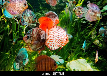 discus poisson dans l'aquarium, poisson tropical. Symphysodon discus de la rivière Amazone. Diamant bleu, peau de serpent, turquoise rouge et bien plus encore Banque D'Images