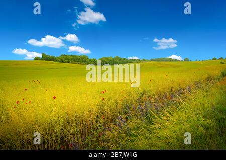 Vue panoramique sur le magnifique paysage agricole vert et jaune avec des fleurs de pavot Allemagne Banque D'Images
