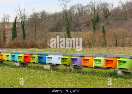 Rangée de ruches colorées dans un pré en hiver Banque D'Images