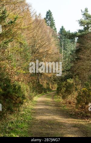 Le sentier long distance Eden Way serpente à travers les arbres d'automne à Coombs Wood, Armathwaite, Carlisle, Angleterre, Royaume-Uni Banque D'Images