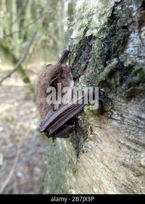 Wasserfledermaus (Myotis daubentonii) an der Steinbachtalsperre Hat sich an einen Birkenstamm geklammert, Euskirchen-Kirchheim, Nordrhein-Westfalen, D Banque D'Images