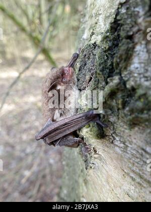 Wasserfledermaus (Myotis daubentonii) an der Steinbachtalsperre Hat sich an einen Birkenstamm geklammert, Euskirchen-Kirchheim, Nordrhein-Westfalen, D Banque D'Images