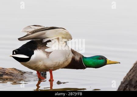 00729-02516 Mallard (Anas platyrhynchos) mâle étirant les ailes sur le log dans la zone humide Marion Co. Il Banque D'Images