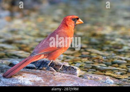 01530-23218 Cardinal du Nord (Cardinalis cardinalis) bain masculin Marion Co. Il Banque D'Images