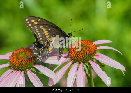 03009-02009 Noir Swallowtail (Papilio polyxenes) mâle sur Purple Coneflower (Echinacea purpurea) Marion Co. Il Banque D'Images