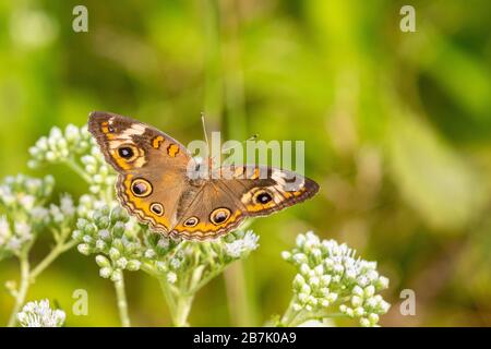 03411-01310 Buckeye commun (Junonia coenia) sur le Bonet commun (Eupatorium perfoliatum) Marion Co. Il Banque D'Images