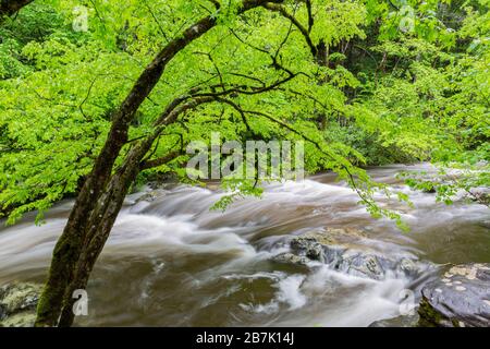 66745-04520 petite rivière Prong moyen au printemps Parc national des Great Smoky Mountains TN Banque D'Images