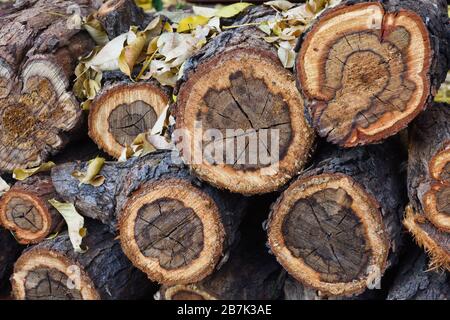 Bois de chauffage avec feuilles d'automne (Vachellia sp.) Banque D'Images