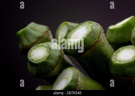 Beaucoup de légumes de doigts Okra ou Dames dans le cadre graphique moody. Studio bas clé de la vie encore de nourriture comestible sous les projecteurs Banque D'Images