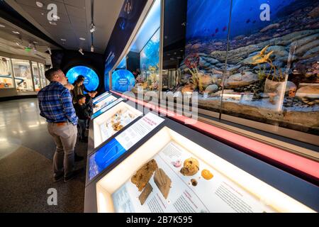 Smithsonian National Museum of Natural History Dinosaur Hall Washington DC // WASHINGTON DC — les visiteurs explorent une exposition préhistorique sur la vie sous-marine dans le Dinosaur Hall rénové du Smithsonian National Museum of Natural History. L'exposition présente les écosystèmes marins anciens et les diverses créatures qui habitaient les océans préhistoriques à l'époque des dinosaures. La salle des dinosaures a subi une rénovation complète qui a modernisé les affichages et a incorporé les dernières recherches scientifiques sur la vie préhistorique. Le Musée national d'histoire naturelle, qui fait partie de la Smithsonian institution Banque D'Images