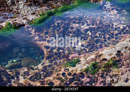 Oursins de la piscine des marées. Bassins de tidéols avec oursins violettes à Botanical Beach près de Port Renfrew BC. Banque D'Images