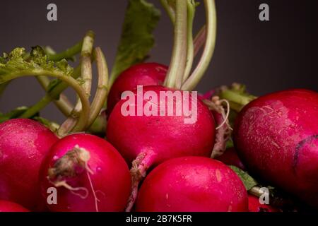 Macro tir d'un raifort reposant parmi un groupe de raids rouges vibrants. Photo studio de la vie de légumes contraste avec un fond sombre. Banque D'Images