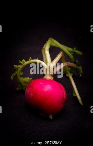 Macro gros plan d'un seul raifort rouge vif avec tige verte. Photo studio de la vie de fruits isolés sur un fond sombre. Banque D'Images