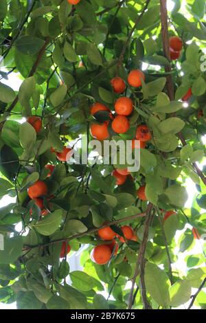 Une bande d'oranges de Calamondin qui poussent sur un arbre orange Banque D'Images