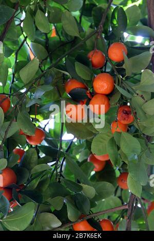 Une bande d'oranges de Calamondin qui poussent sur un arbre orange Banque D'Images