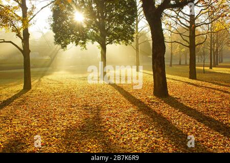 Kumamoto Research Park, la Préfecture de Kumamoto, Japon, automne Banque D'Images