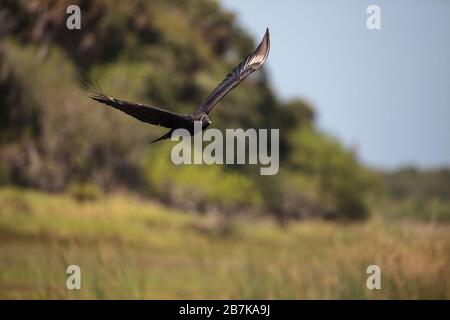 Ailes brun foncé d'une vautour de dinde Cathartes aura glissant dans un marais le long de la rivière Myakka à Sarasota, en Floride. Banque D'Images