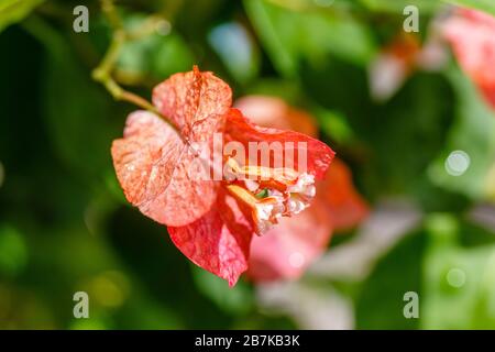 Arbre bougainvillea rouge fleuri. Bali, Indonésie. Gros plan. Banque D'Images