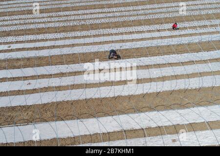 Les agriculteurs cultivent des semences sur une terre agricole du comté de Guanyun, ville de Lianyungang, province du Jiangsu en Chine orientale, 10 février 2020. Banque D'Images