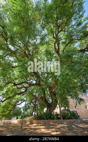 L'immense arbre de bois de rose Tipuana tipu, qui s'est construit au château de Kolossi. Kolossi. District de Limassol. Chypre Banque D'Images