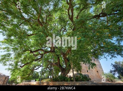 L'immense arbre de bois de rose Tipuana tipu, qui s'est construit au château de Kolossi. Kolossi. District de Limassol. Chypre Banque D'Images