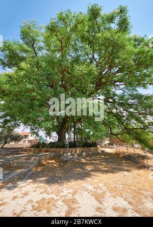 L'immense arbre de bois de rose Tipuana tipu, qui s'est construit au château de Kolossi. Kolossi. District de Limassol. Chypre Banque D'Images