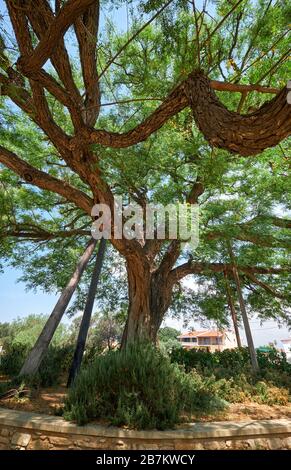 L'immense arbre de bois de rose Tipuana tipu, qui s'est construit au château de Kolossi. Kolossi. District de Limassol. Chypre Banque D'Images