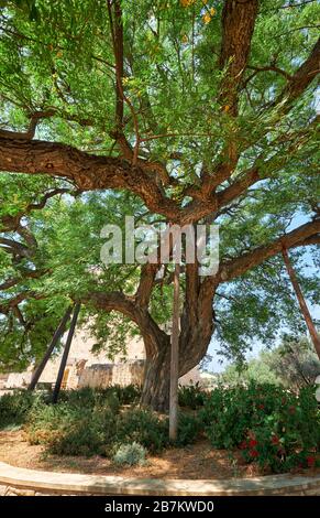 L'immense arbre de bois de rose Tipuana tipu, qui s'est construit au château de Kolossi. Kolossi. District de Limassol. Chypre Banque D'Images