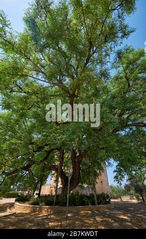 L'immense arbre de bois de rose Tipuana tipu, qui s'est construit au château de Kolossi. Kolossi. District de Limassol. Chypre Banque D'Images